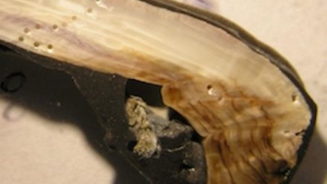 Sharp Musselshell Modern mussel shells much thinner than 50 years ago | People°s Weather